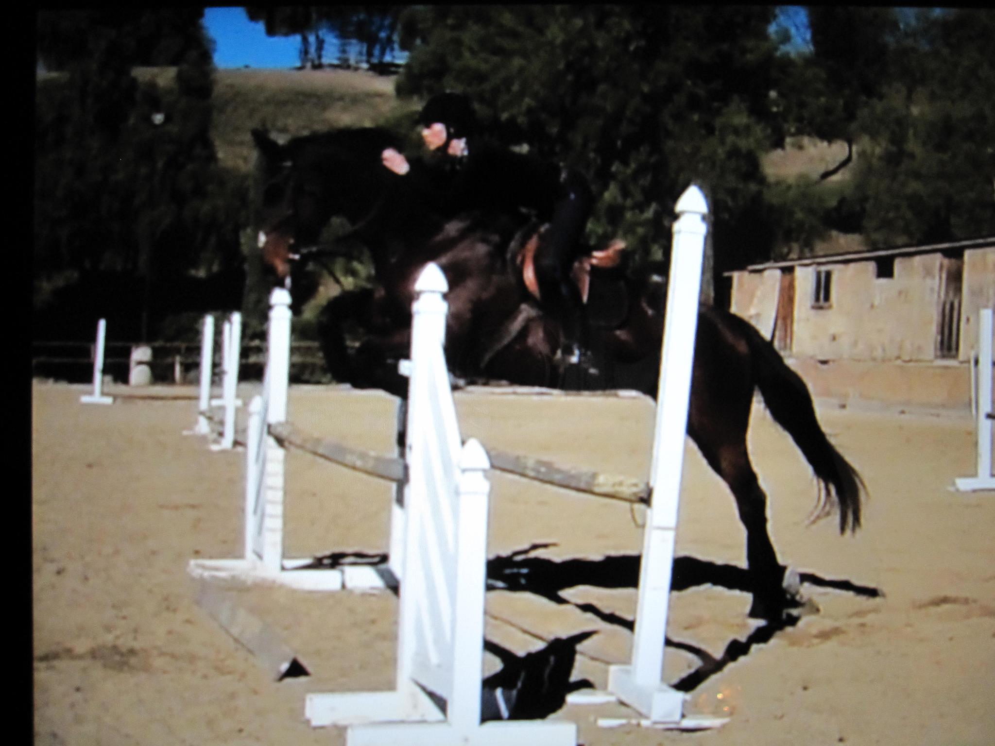 Saumier Stables photo 2