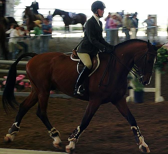 Saumier Stables photo 5