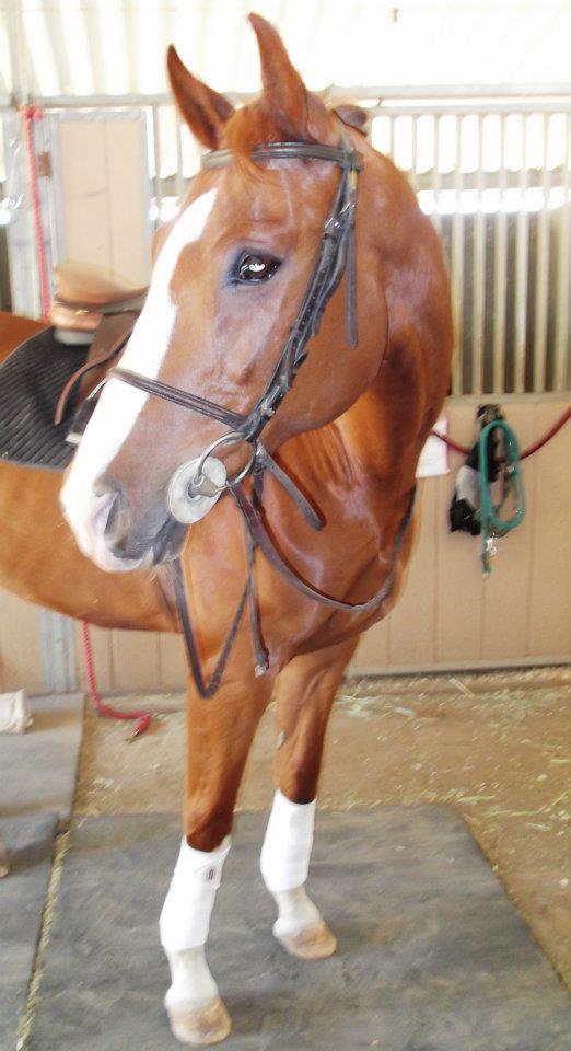 Saumier Stables photo 6