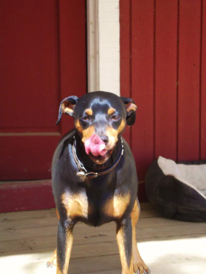 Saumier Stables photo 12