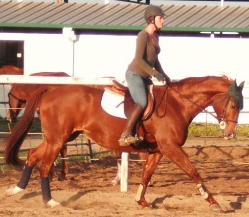 Saumier Stables photo 16