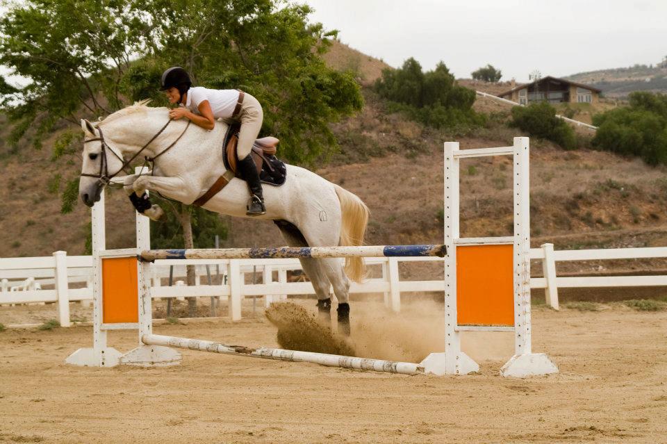 Saumier Stables photo 20