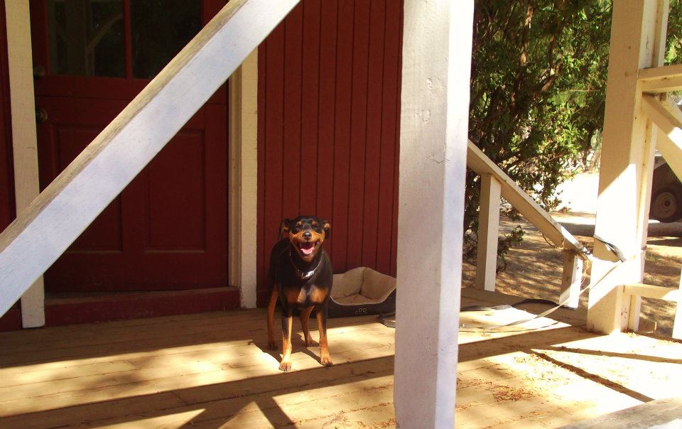 Saumier Stables photo 21