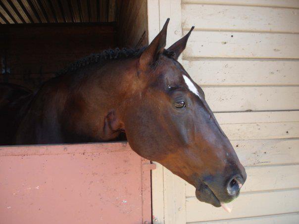 Saumier Stables photo 29