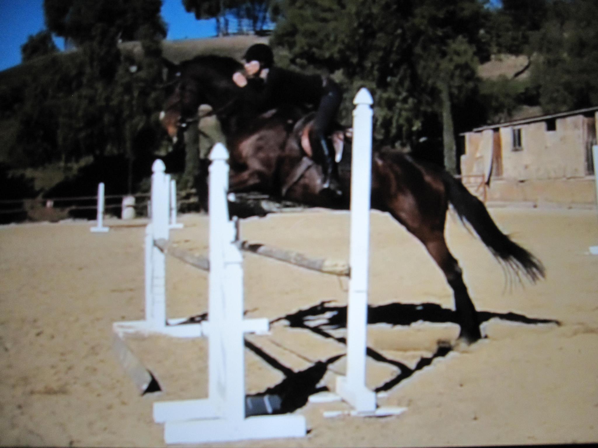 Saumier Stables photo 30