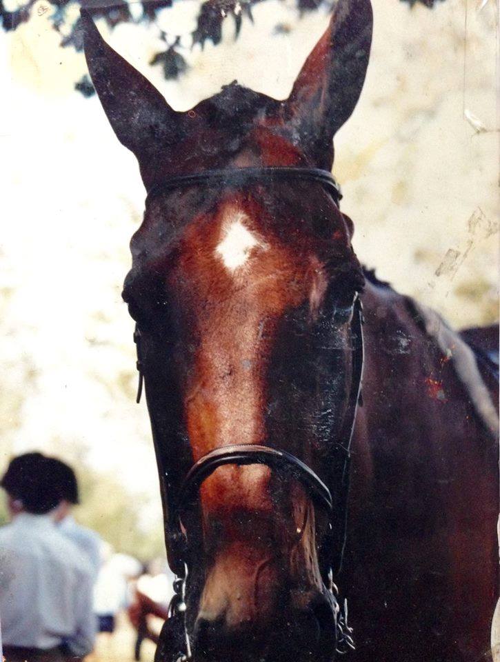 Saumier Stables photo 37